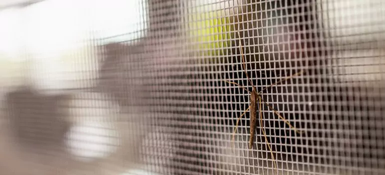 Repair Mosquito Mesh For Windows in Clearwater, FL